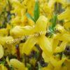 Форзиция плачущая (Forsythia suspensa) 3