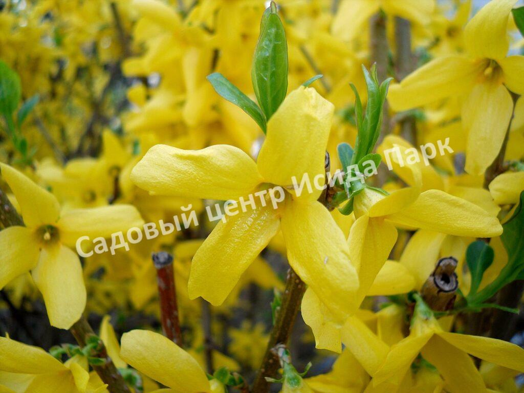 Форзиция плачущая (Forsythia suspensa) Форзиция плачущая (Forsythia suspensa)