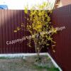 Форзиция плачущая (Forsythia suspensa) 5