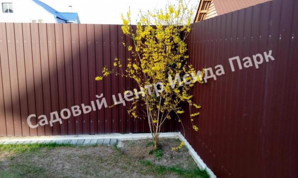 Форзиция плачущая (Forsythia suspensa) Форзиция плачущая (Forsythia suspensa)