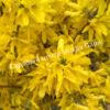 Форзиция плачущая (Forsythia suspensa) 6