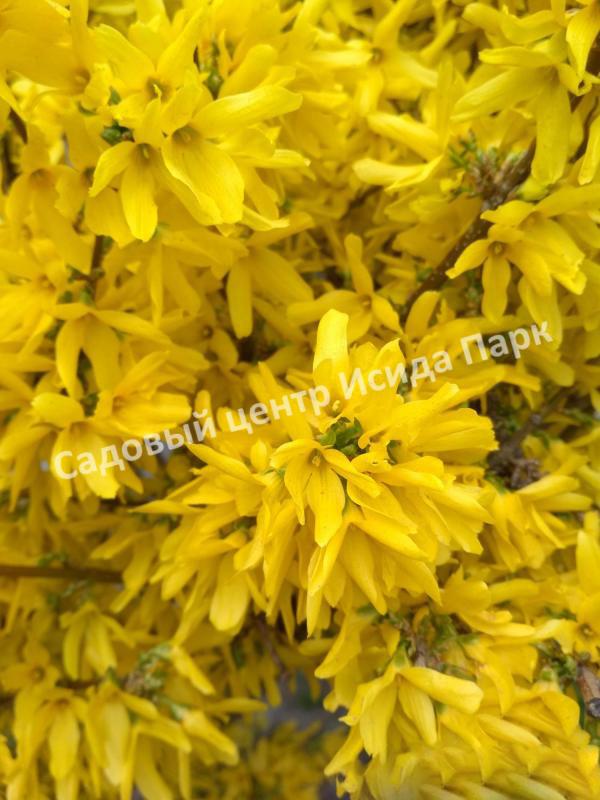 Форзиция плачущая (Forsythia suspensa) Форзиция плачущая (Forsythia suspensa)