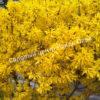 Форзиция плачущая (Forsythia suspensa) 7
