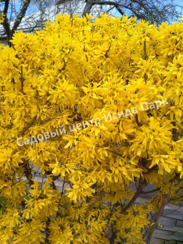 Форзиция плачущая (Forsythia suspensa) Форзиция плачущая (Forsythia suspensa)
