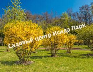 Форзиция поникшая или свисающая Пурпурностебельная (Purple-stemmed)