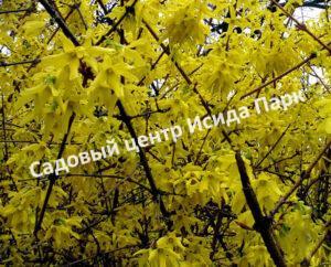 Форзиция поникшая или свисающая Форчуна (Fortune)