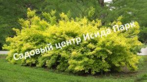 Форзиция тёмно-зелёная Бронксенсис (Bronxensis)