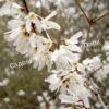 Форзиция белая Снежная (Snowy) 1
