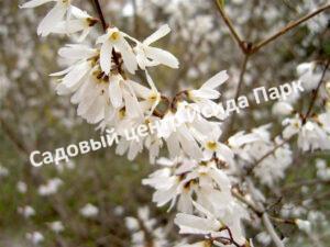 Форзиция белая Снежная (Snowy)