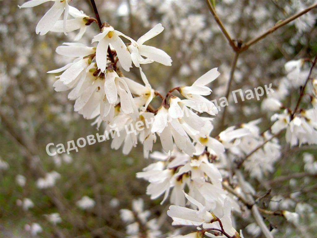Форзиция белая Снежная (Snowy) Форзиция белая Снежная (Snowy)
