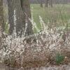 Форзиция белая Снежная (Snowy) 3