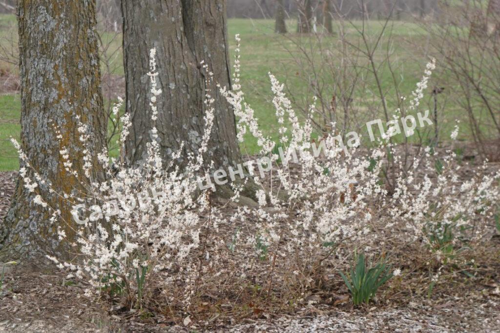 Форзиция белая Снежная (Snowy) Форзиция белая Снежная (Snowy)