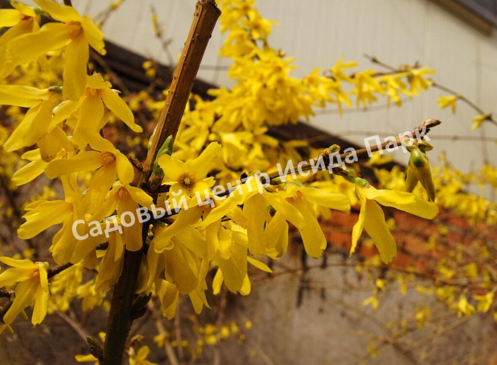 Форзиция яйцевидная Уикенд Сапфир (Sapphire Weekend)