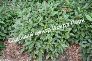 Форзиция Корейская (Korean)