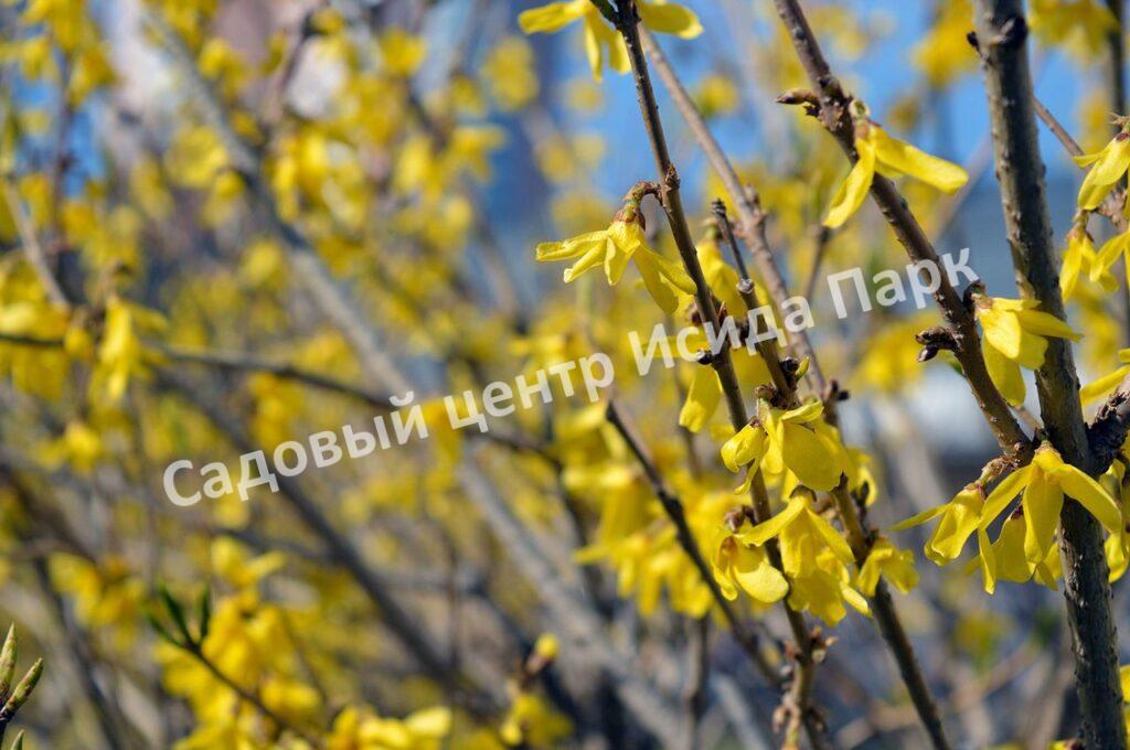 Форзиция тёмно-зелёная Бронксенсис (Bronxensis)