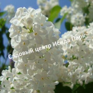 Сирень Маленький Принц (Mazais Princis)