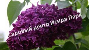 Сирень Маршал Жуков (Маршал Жуков)