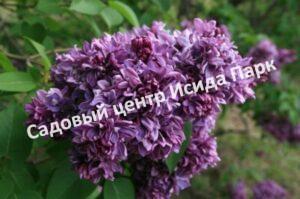 Сирень Салават Юлаев (Salavat Yulaev)