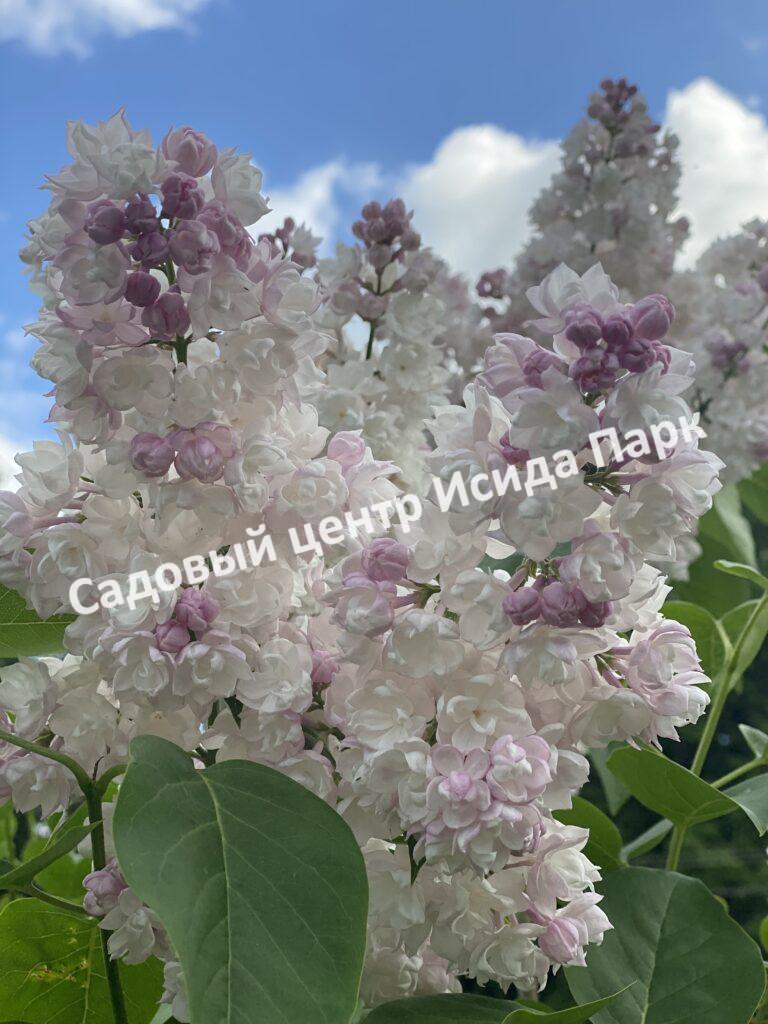 Сирень Красавица Москвы (Krasavitsa Moskvy)