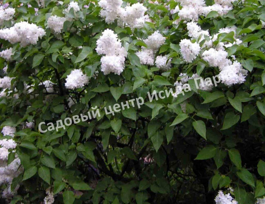 Сирень Советская Арктика (Sovjetskaia Arktika)