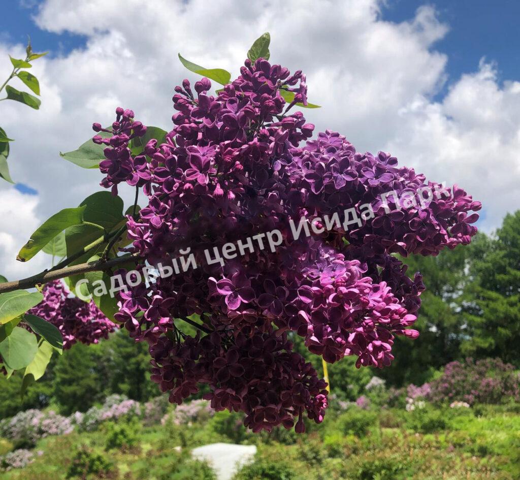 Сирень Сумерки (Sumerki)