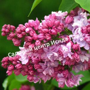 Сирень Свитхарт (Sweetheart)