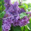 Сирень Виолетта (Violetta) 4