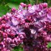Сирень Виолетта (Violetta) 1