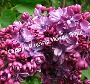 Сирень Виолетта (Violetta)