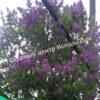 Сирень Виолетта (Violetta) 6