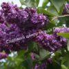 Сирень Виолетта (Violetta) 7