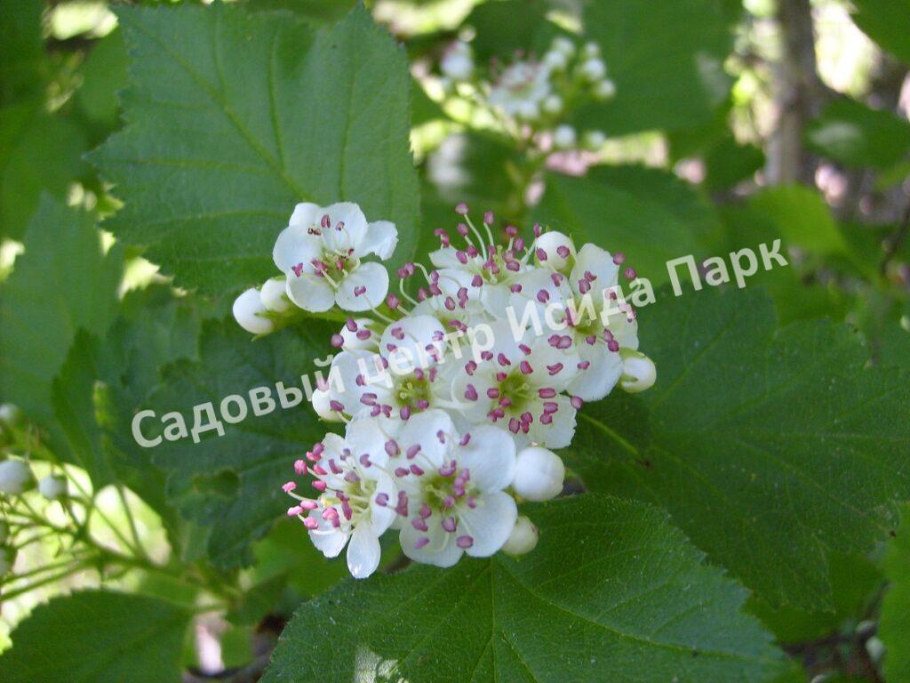 Боярышник алтайский (altaica)