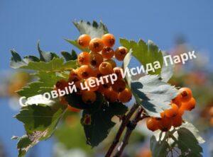 Боярышник алтайский (altaica)