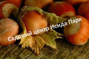 Фундук лещина Черкесский-2 (Cherkessky-2)