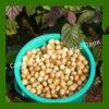 Фундук Лещина маньчжурская (Corylus mandshurica) 2