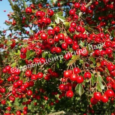 Боярышник Геракл (Hercules) Боярышник Геракл (Hercules)