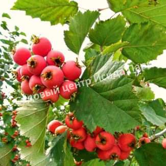 Боярышник Геракл (Hercules) Боярышник Геракл (Hercules)