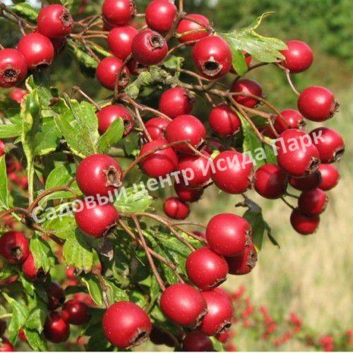 Боярышник Геракл (Hercules) Боярышник Геракл (Hercules)