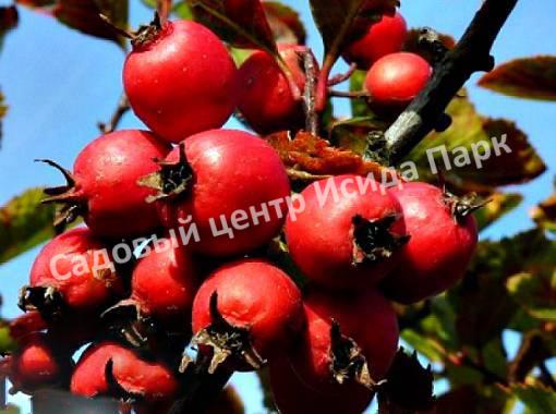 Боярышник Геракл (Hercules) Боярышник Геракл (Hercules)