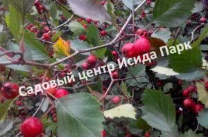 Боярышник Грушевый (Pear)