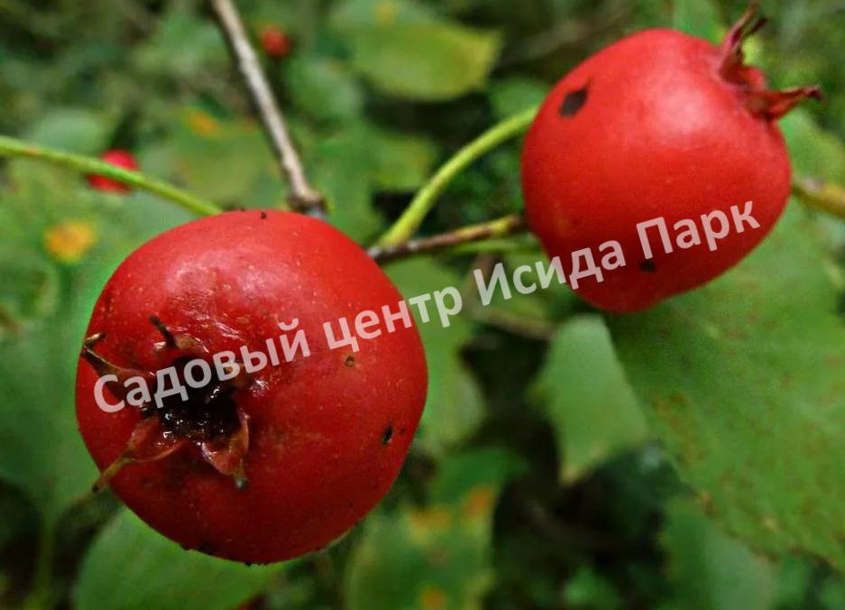 Боярышник Грушевый (Pear) Боярышник Грушевый (Pear)