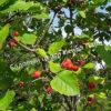 Боярышник Грушевый (Pear) 4