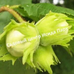 Фундук лещина Каталонский (Catalan)