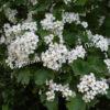 Боярышник кавказский (caucasica) 5