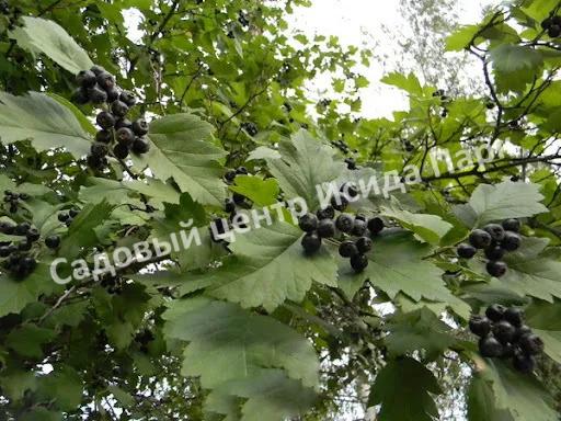 Боярышник кавказский (caucasica) Боярышник кавказский (caucasica)