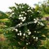 Боярышник Компакта (Crataegus monogyna Compacta) 2
