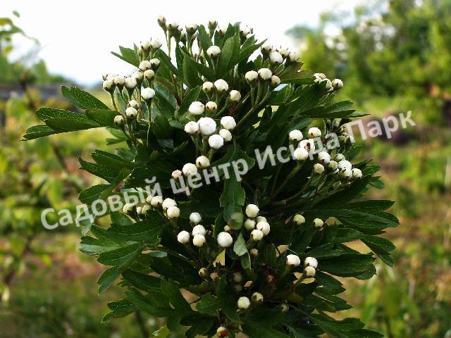 Боярышник Компакта (Crataegus monogyna Compacta) Боярышник Компакта (Crataegus monogyna Compacta)