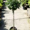 Боярышник Компакта (Crataegus monogyna Compacta) 3