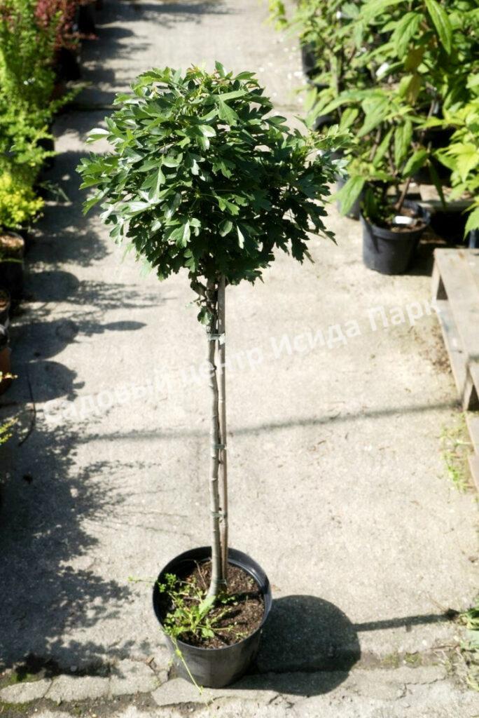 Боярышник Компакта (Crataegus monogyna Compacta)