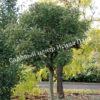Боярышник Компакта (Crataegus monogyna Compacta) 4